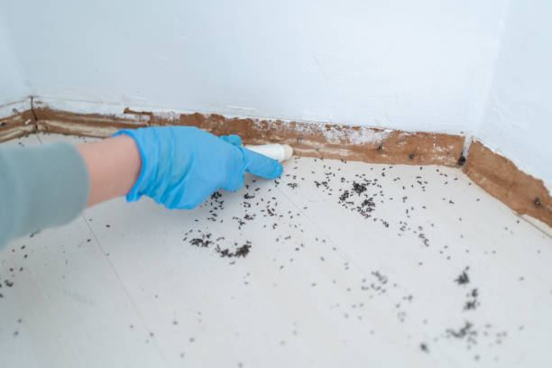 Best Wasp Removal Services  in Pelham, GA